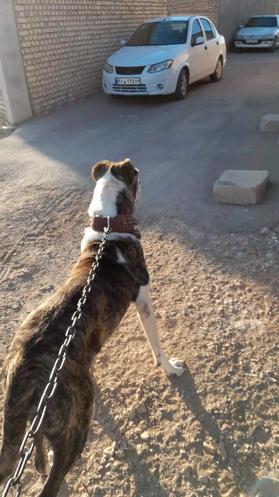 سگ ماده الابای اصیل|سگ|مبارکه, |دیوار