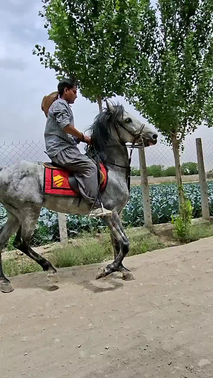 اسب|اسب و تجهیزات اسب‌سواری|تهران, پامنار|دیوار