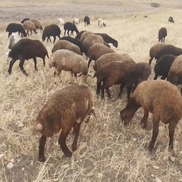 بره|حیوانات مزرعه|خلخال, |دیوار