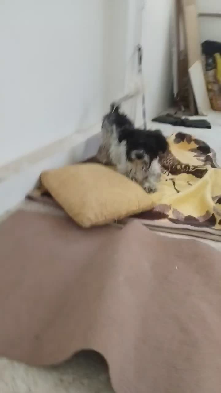 شیتزو|سگ|ابهر, |دیوار