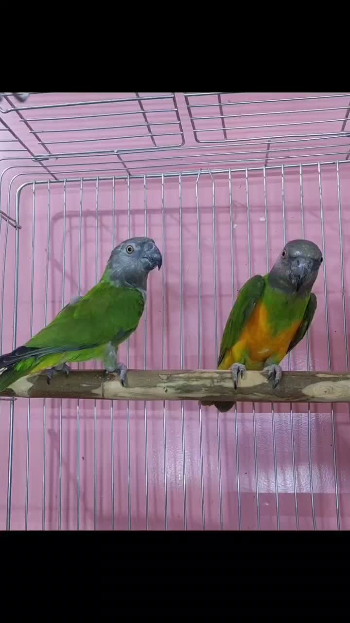 طوطی سنگال|پرنده|ری, جوانمرد قصاب|دیوار