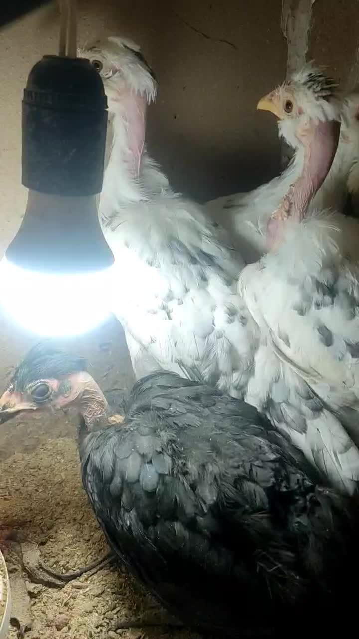 جوجه نژاد گلین تعداد پنج عدد|حیوانات مزرعه|ابهر, |دیوار