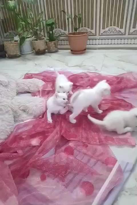 بچه گربه میکس پرشین واسکاتیش|گربه|بابل, |دیوار