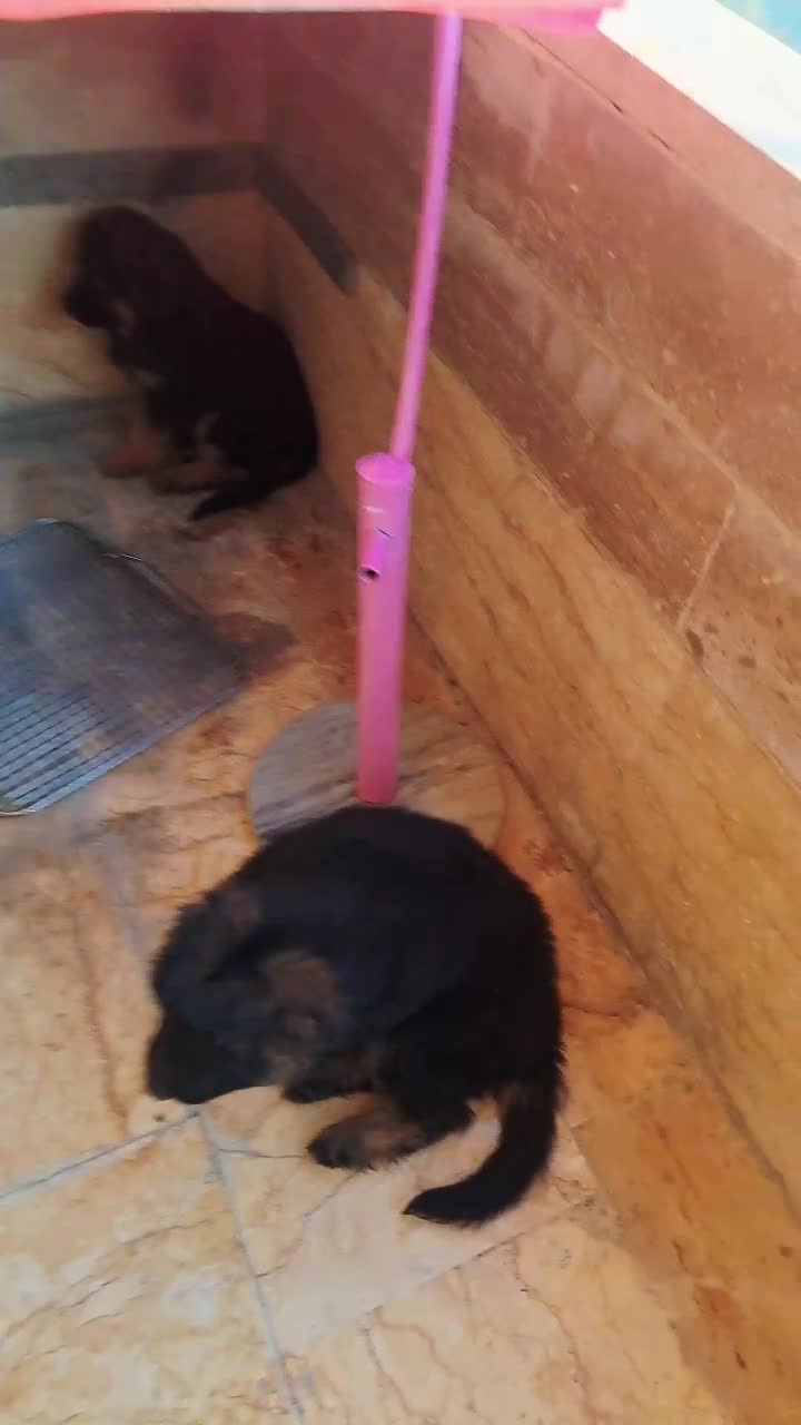 توله ژرمن خالص|سگ|کرج, شهرک سپهر|دیوار