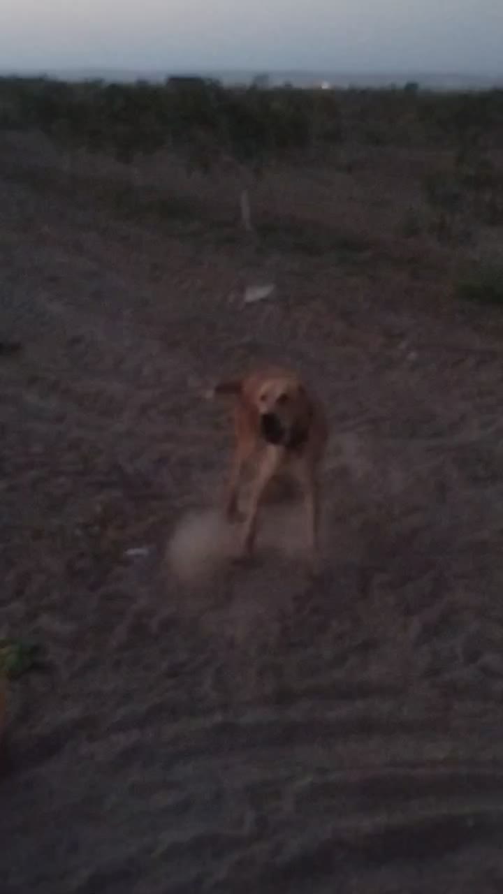 توله یک ساله|سگ|نوده انقلاب, |دیوار