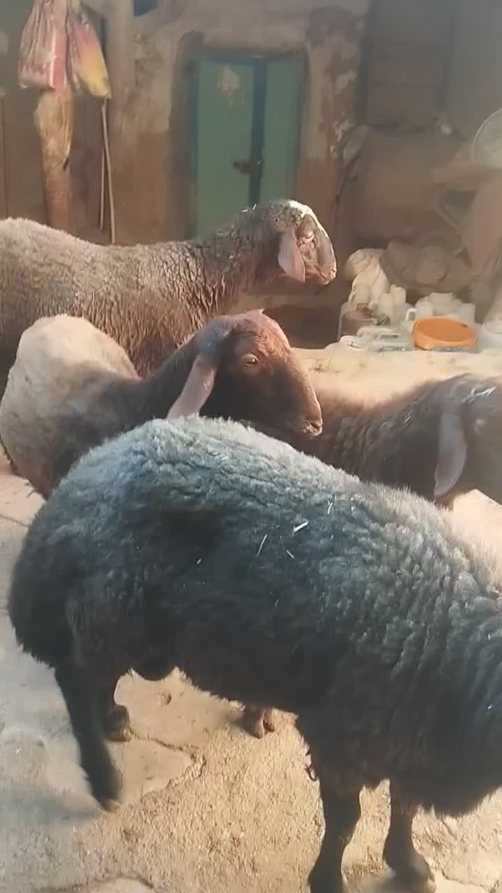 قوچ گله|حیوانات مزرعه|کلیائی, |دیوار