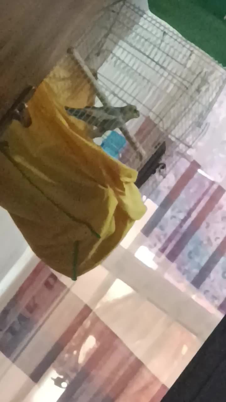 عروس دستی نر معاوضه با نر وحشی برای جفت|پرنده|شریفآباد, |دیوار