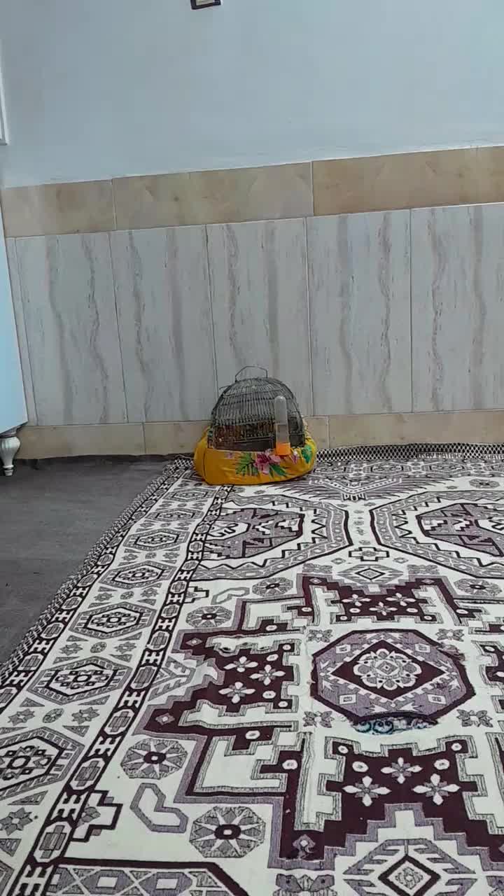 طوقی|پرنده|تربت جام, والفجر|دیوار