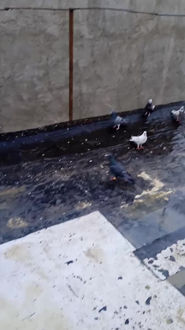 کبوتر|پرنده|گلستان (تهران), |دیوار