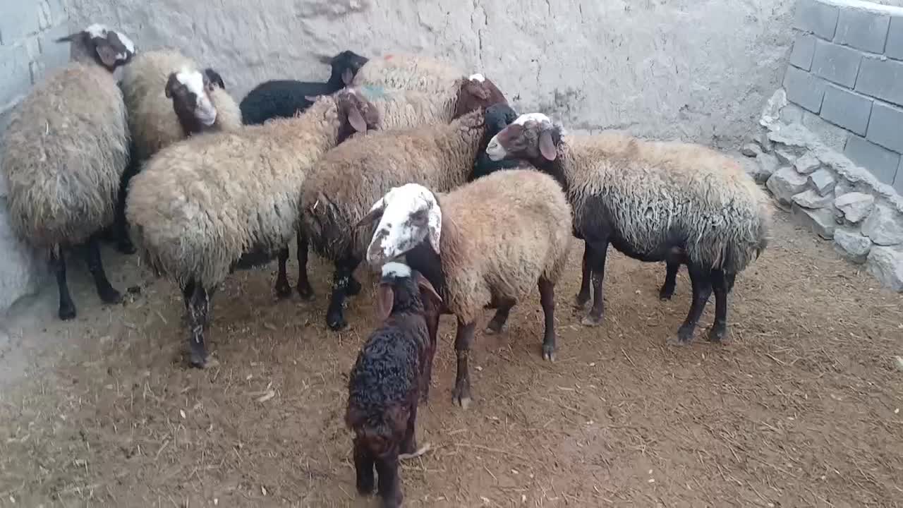 میش و بره|حیوانات مزرعه|اراک, |دیوار