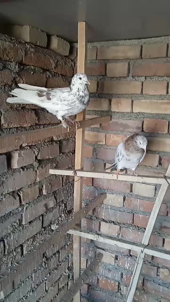 کبوتر|پرنده|محمدیار, |دیوار