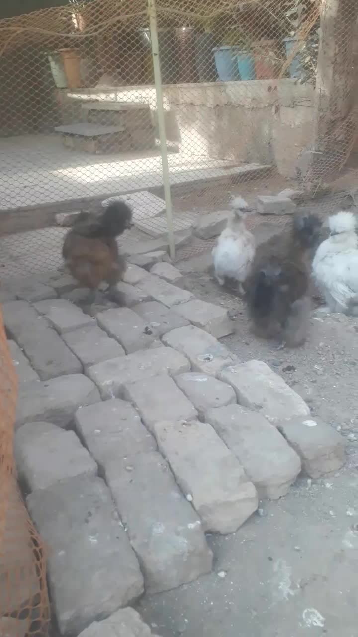 جوجه ابریشمی|حیوانات مزرعه|گرمسار, |دیوار