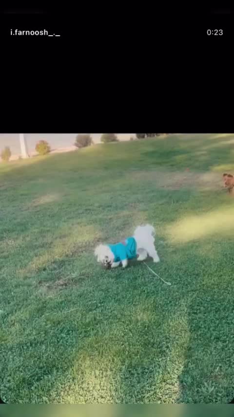 سگ شیتزو عروسکی|سگ|فیروزآباد (فارس), |دیوار