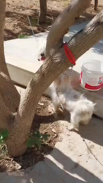 سگ اشپیتز نر|سگ|شیراز, گویم|دیوار