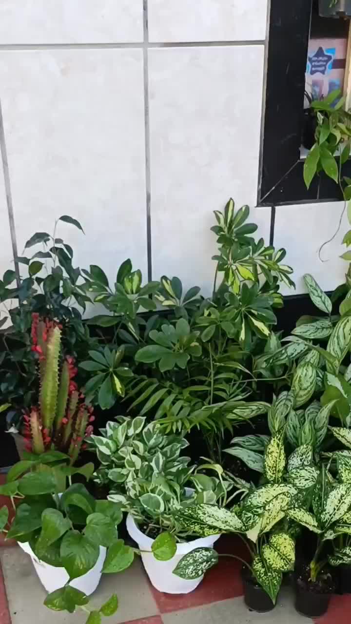 فروش انواع گلهای آپارتمانی با بهترین کیفیت|گل و گیاه طبیعی|کازرون, |دیوار