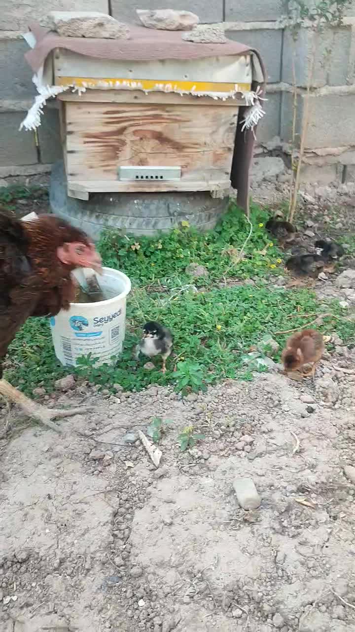 مرغ و ۹ تا جوجه لاری اصیل افغان|حیوانات مزرعه|آق قلا, |دیوار