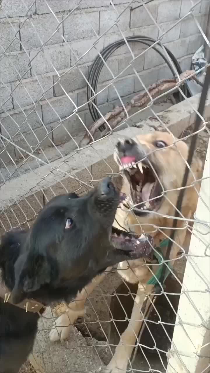 سگ سرابی|سگ|ارومیه, |دیوار