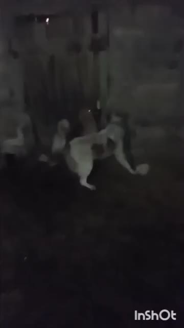 سگ گله به جانور صفت|سگ|نیاسر, |دیوار