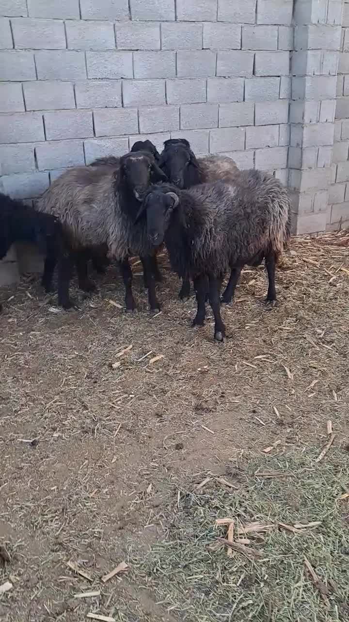 قوچ بره قوچ|حیوانات مزرعه|خمینیشهر, |دیوار