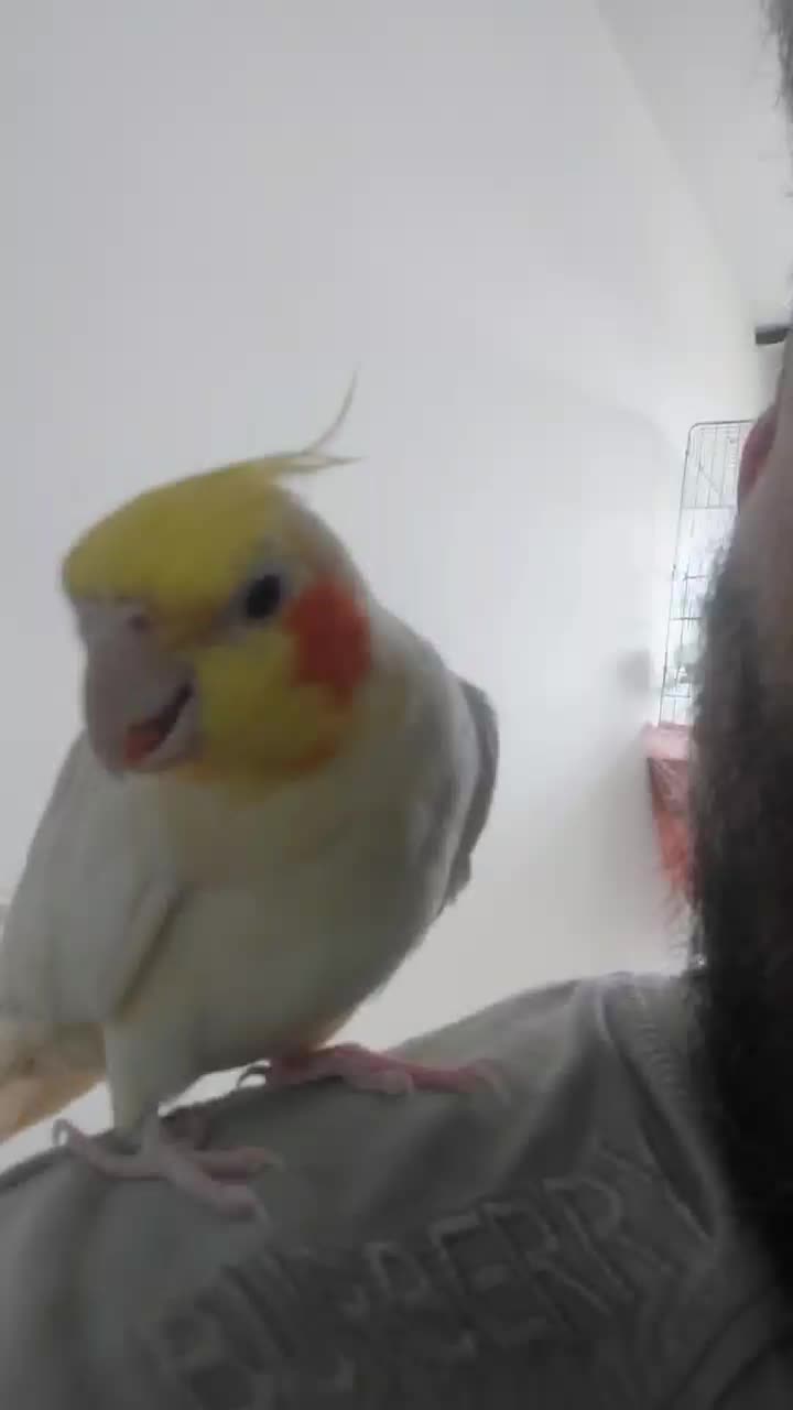 عروس هلندی سخن گو|پرنده|کرج, فاز ۲ مهرشهر|دیوار