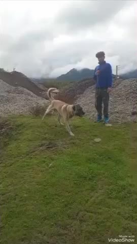 سگ سرابی نر|سگ|سلمان‌شهر, |دیوار