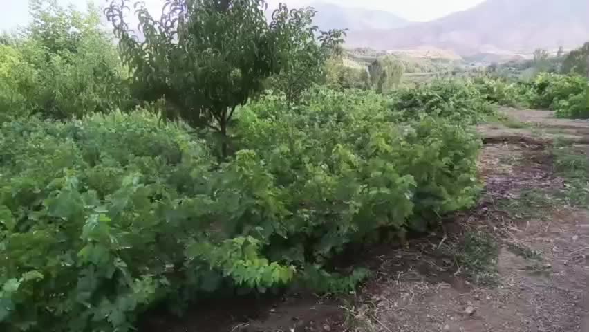 کشاورزی و باغداری|خدمات باغبانی و درختکاری|پیرانشهر, |دیوار