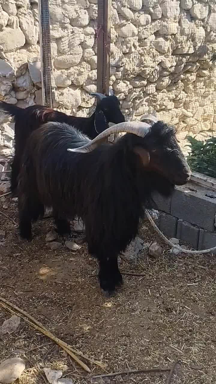 پازن ترکی|حیوانات مزرعه|بندر دیر, |دیوار