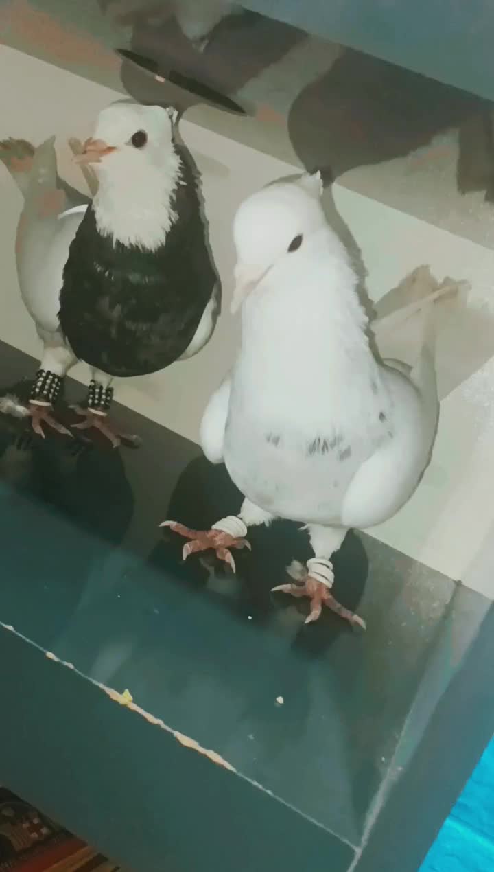 ی جفت طوقی الماسی و زرین|پرنده|چابهار, |دیوار