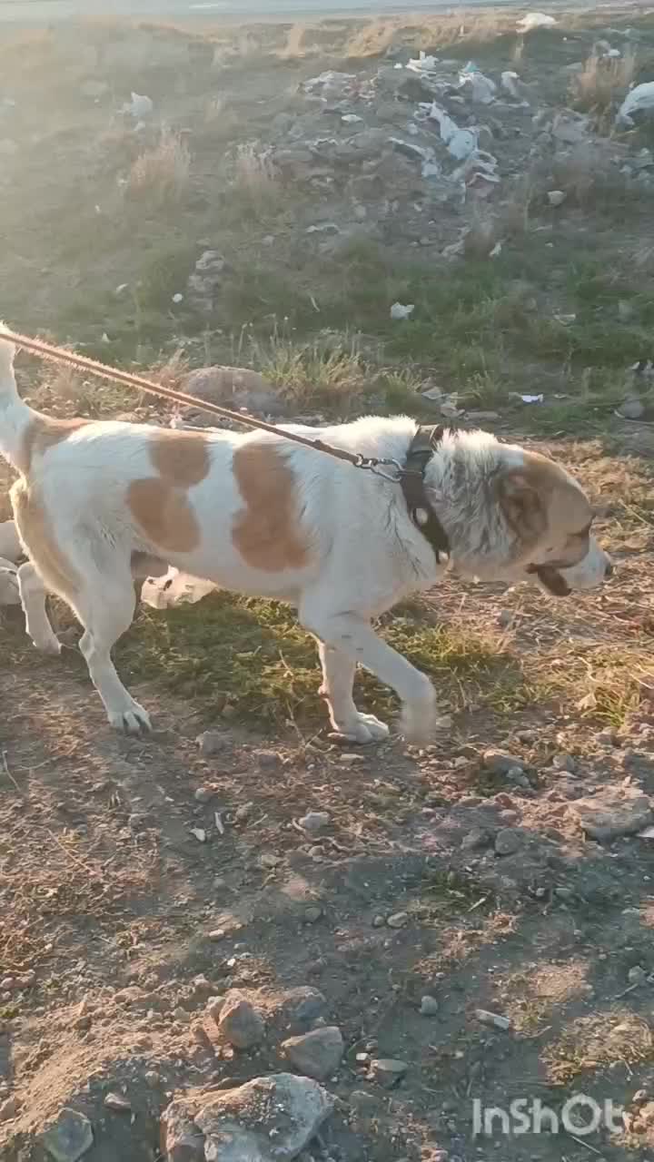 واگذاری نر آلابای|سگ|اردبیل, |دیوار