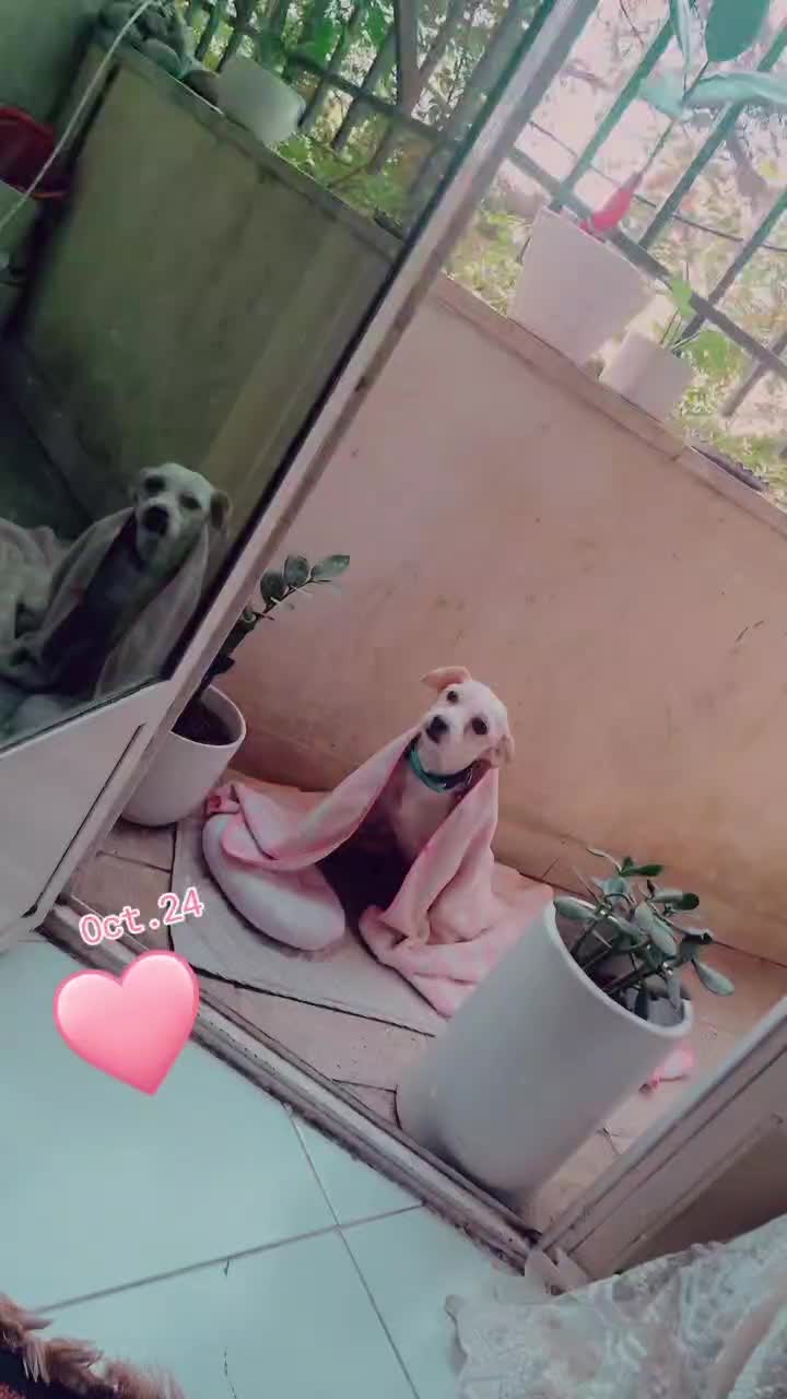 گمشده شیتزو سفید|سگ|فردیس, شهرک سپاه|دیوار