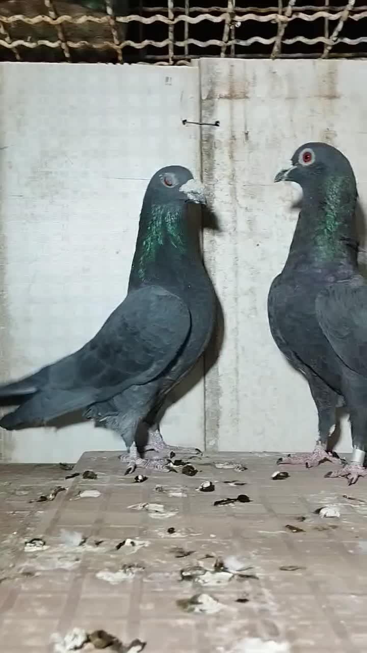 جفت آلمانی|پرنده|سرایان, |دیوار