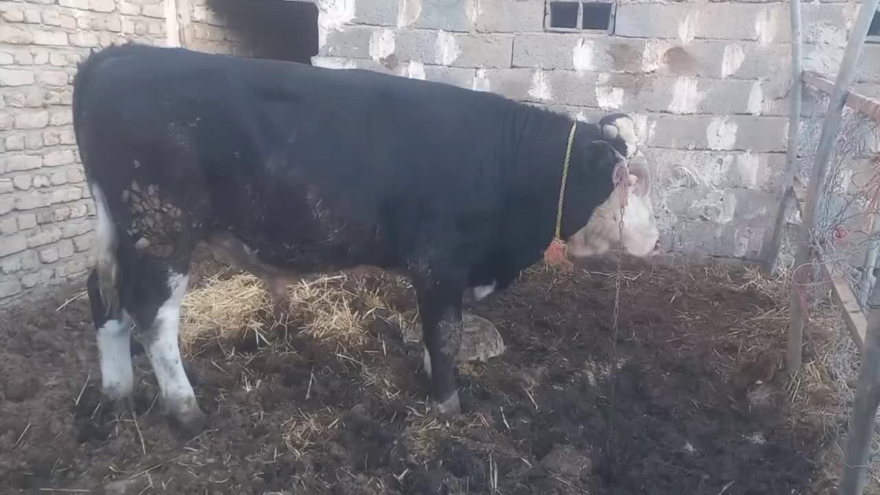 گاو|حیوانات مزرعه|مشهد, شهرک بهارستان|دیوار