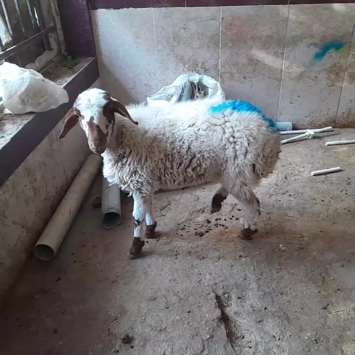 بره ماده نگهداشت یا کشتار|حیوانات مزرعه|مشهد, شهید قربانی|دیوار