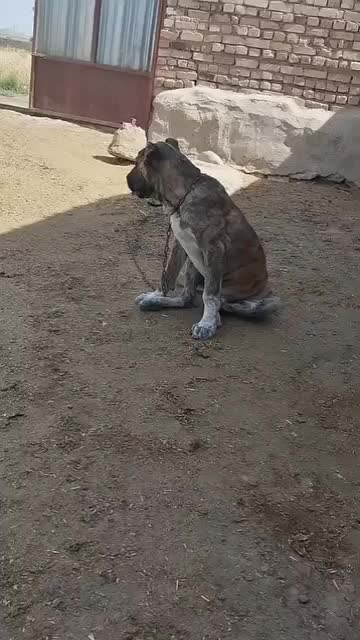 گمشده|حیوانات|سبزوار, اسلام آباد|دیوار