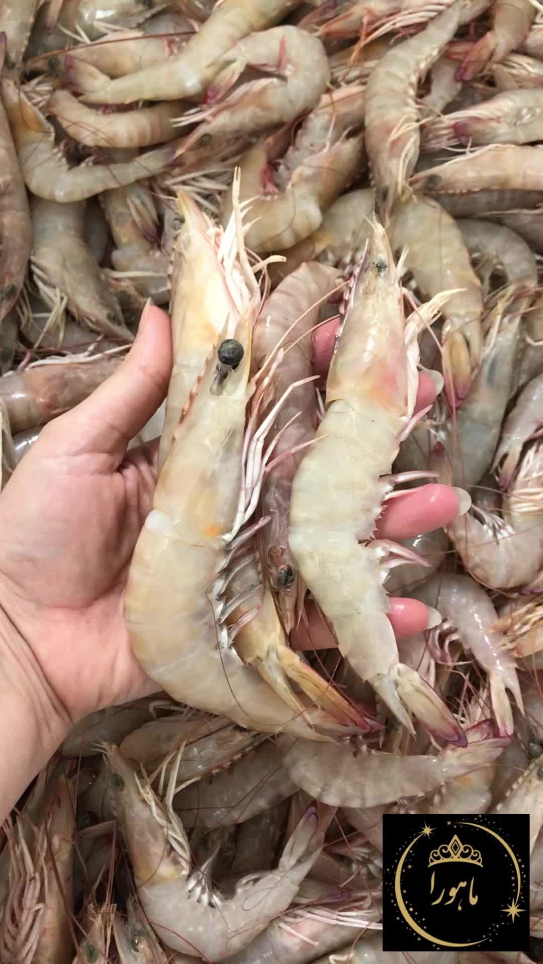 ماهورا صید روز جنوب|خوردنی و آشامیدنی|تهران, میدان ولیعصر|دیوار