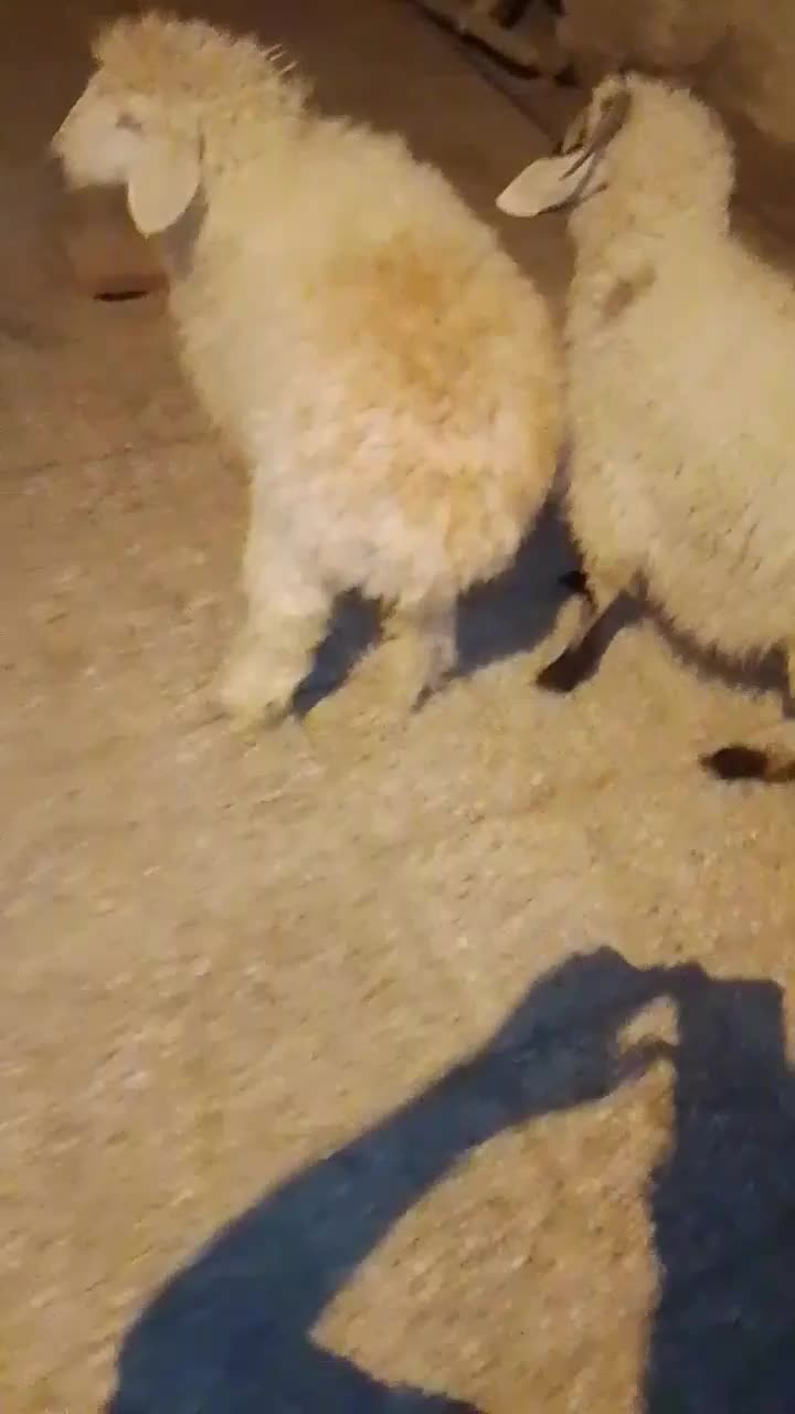 ۲بره نر و ماده بسیار چاق و چله|حیوانات مزرعه|زابل, |دیوار