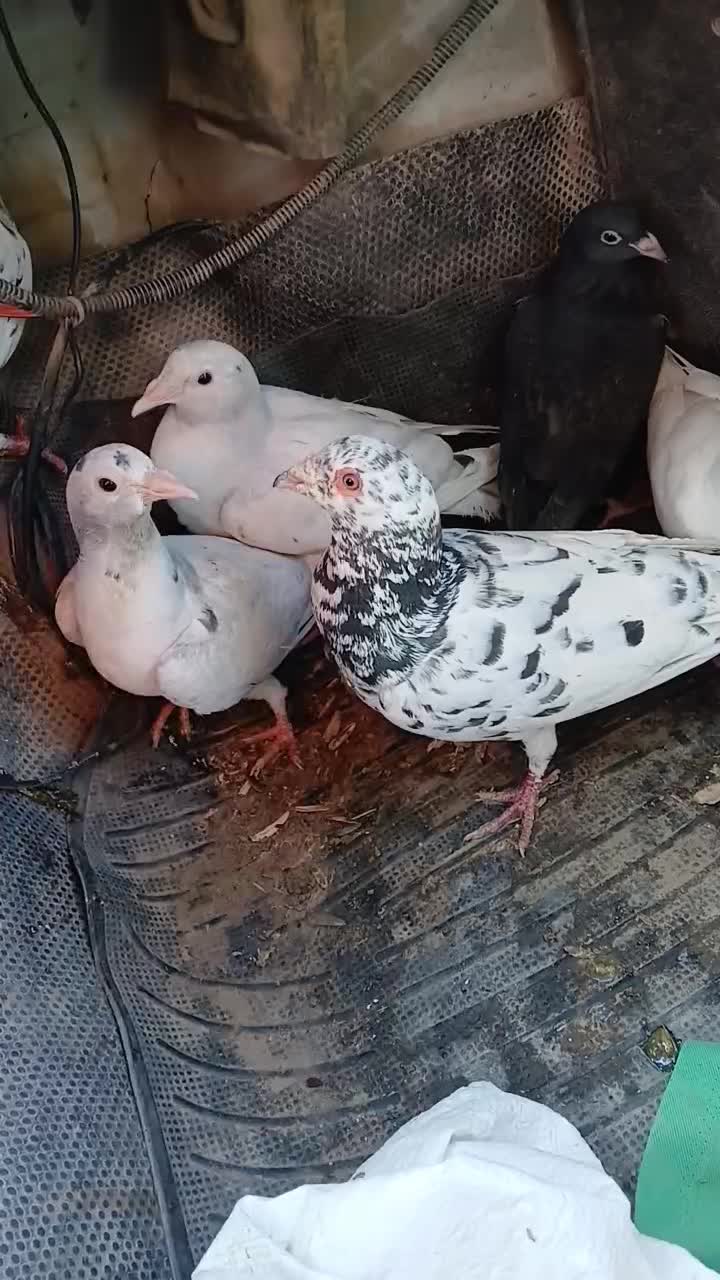 هفرنگ|پرنده|سبزوار, غرب نیروگاه|دیوار