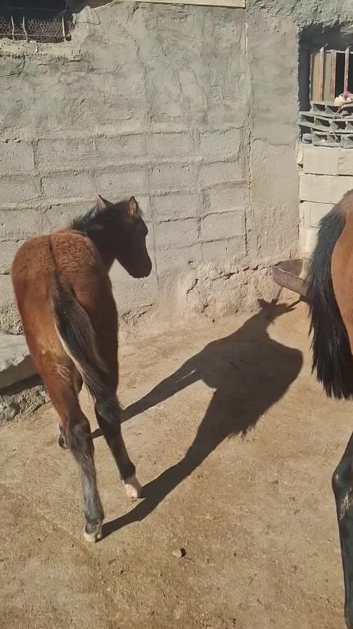 کره|اسب و تجهیزات اسب‌سواری|قوچان, |دیوار