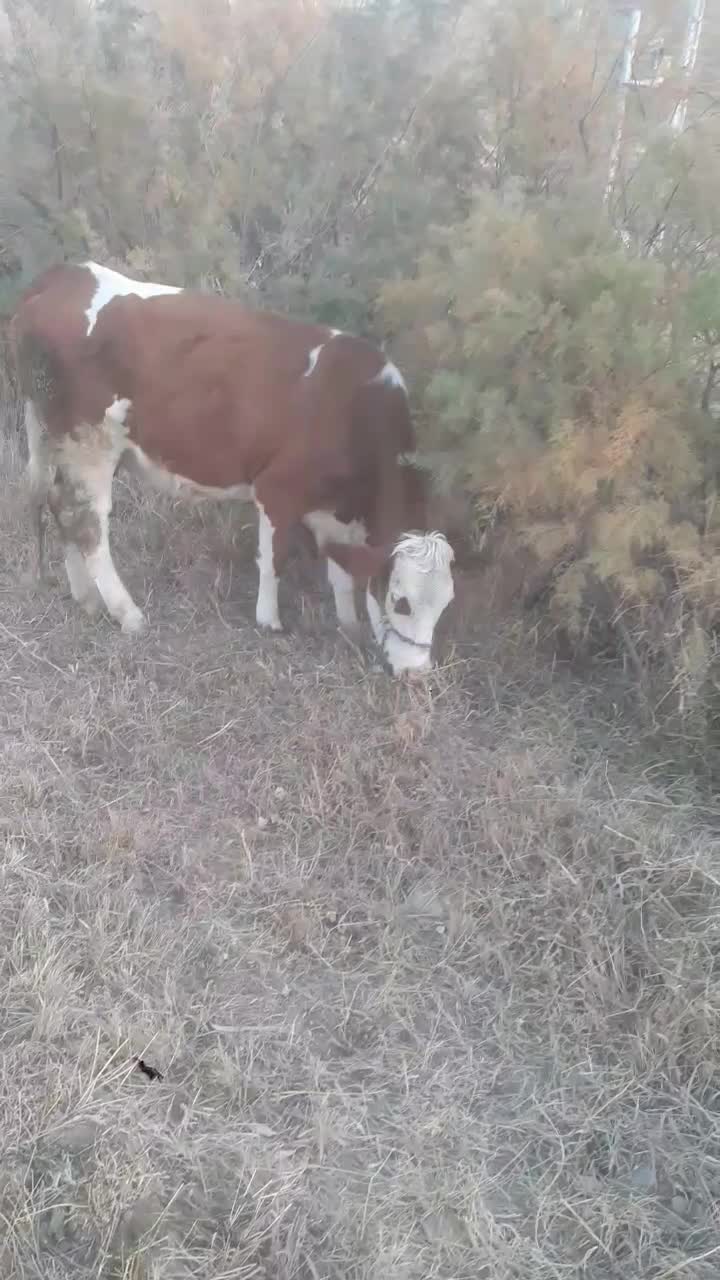 گاو سیمینتال|حیوانات مزرعه|حسین آباد, |دیوار