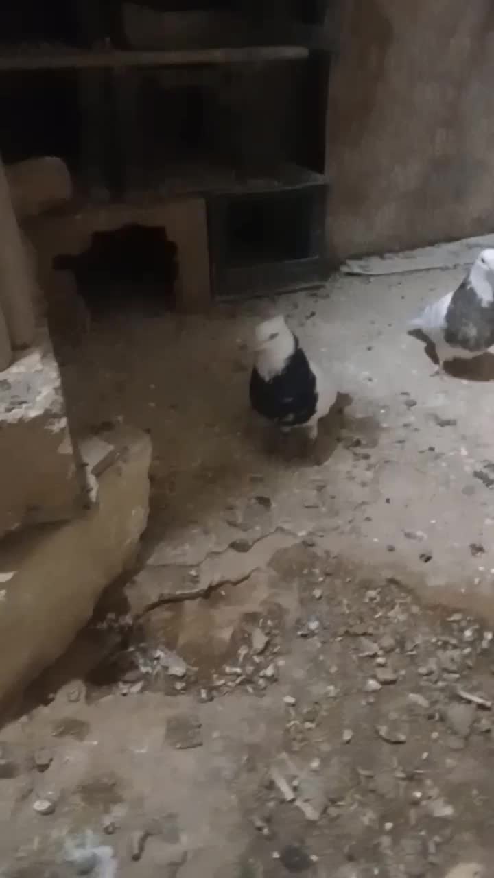 طوقی زرین نر|پرنده|کبودرآهنگ, |دیوار