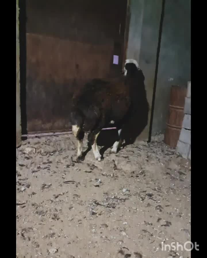 بره قوچ|حیوانات مزرعه|فریمان, |دیوار