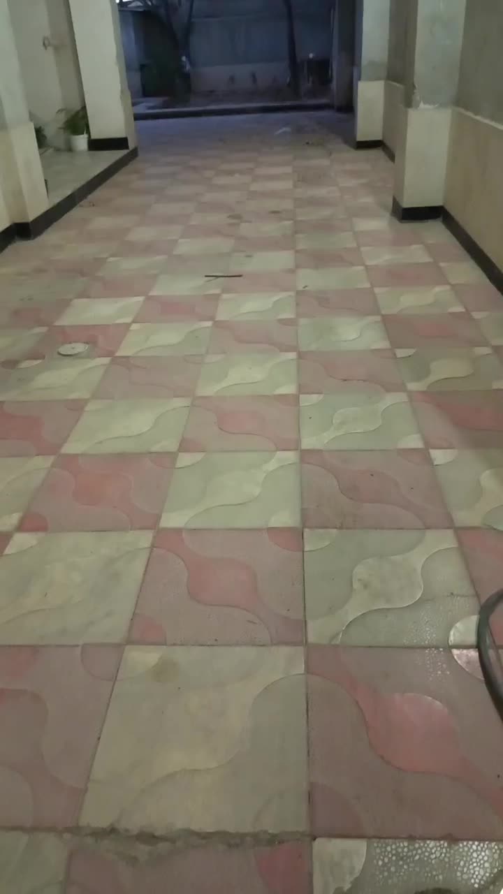 سگ خونگی پاه کوتاه|سگ|آشخانه, |دیوار