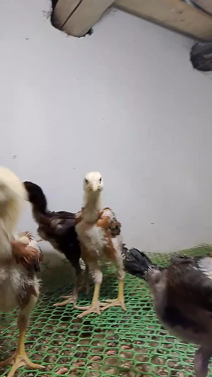 جوجه لاری ۱ماهه|حیوانات مزرعه|پیرانشهر, |دیوار