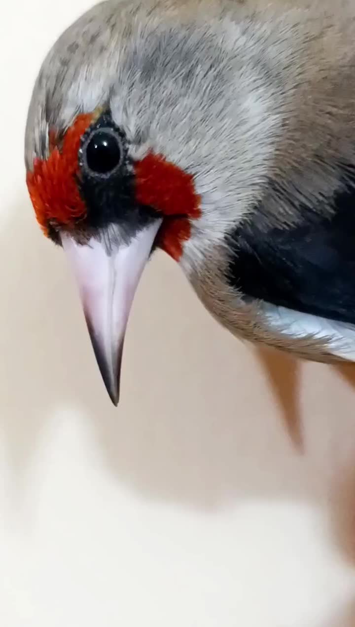 سهره سقا دورگ کرمونی|پرنده|کرمان, |دیوار