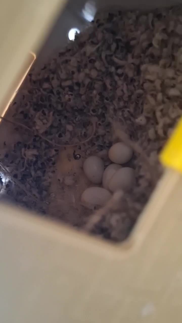 فنچ کرواتی مولد|پرنده|تهران, دبستان|دیوار