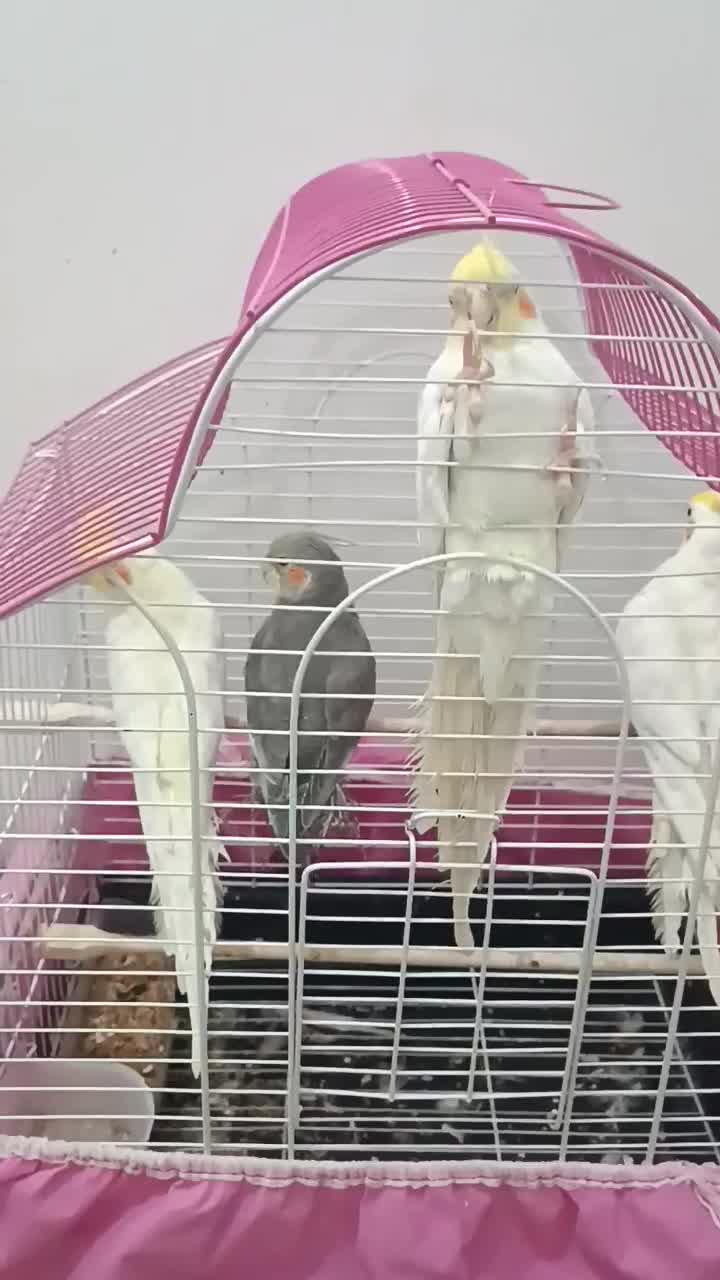 عروس هلندی بالغ|پرنده|علیآباد کتول, |دیوار