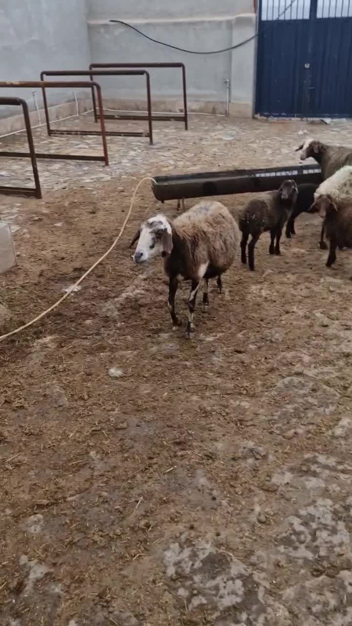 میش و بره|حیوانات مزرعه|قم, پردیسان|دیوار