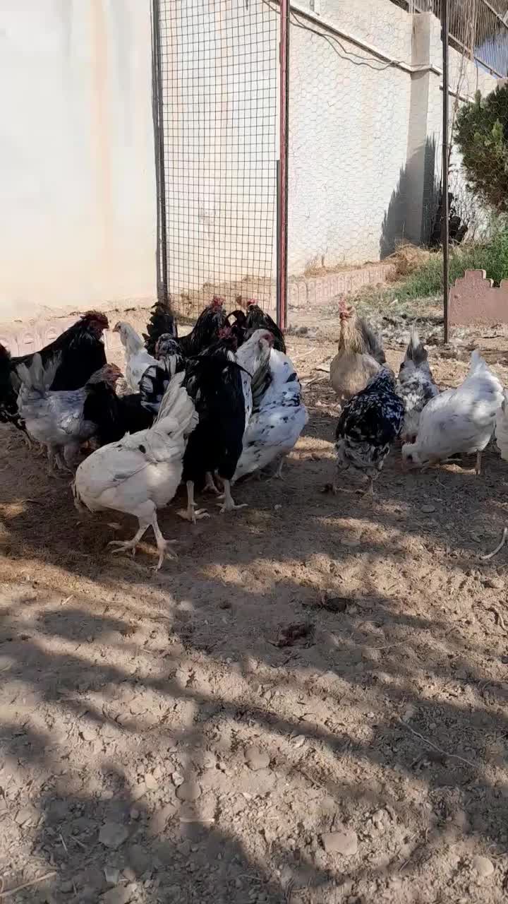 مرغ و خروس گلین|حیوانات مزرعه|پاکدشت, پاکدشت (مامازند)|دیوار