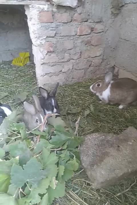 بچه خرگوش ۴عدد|موش و خرگوش|سلماس, |دیوار