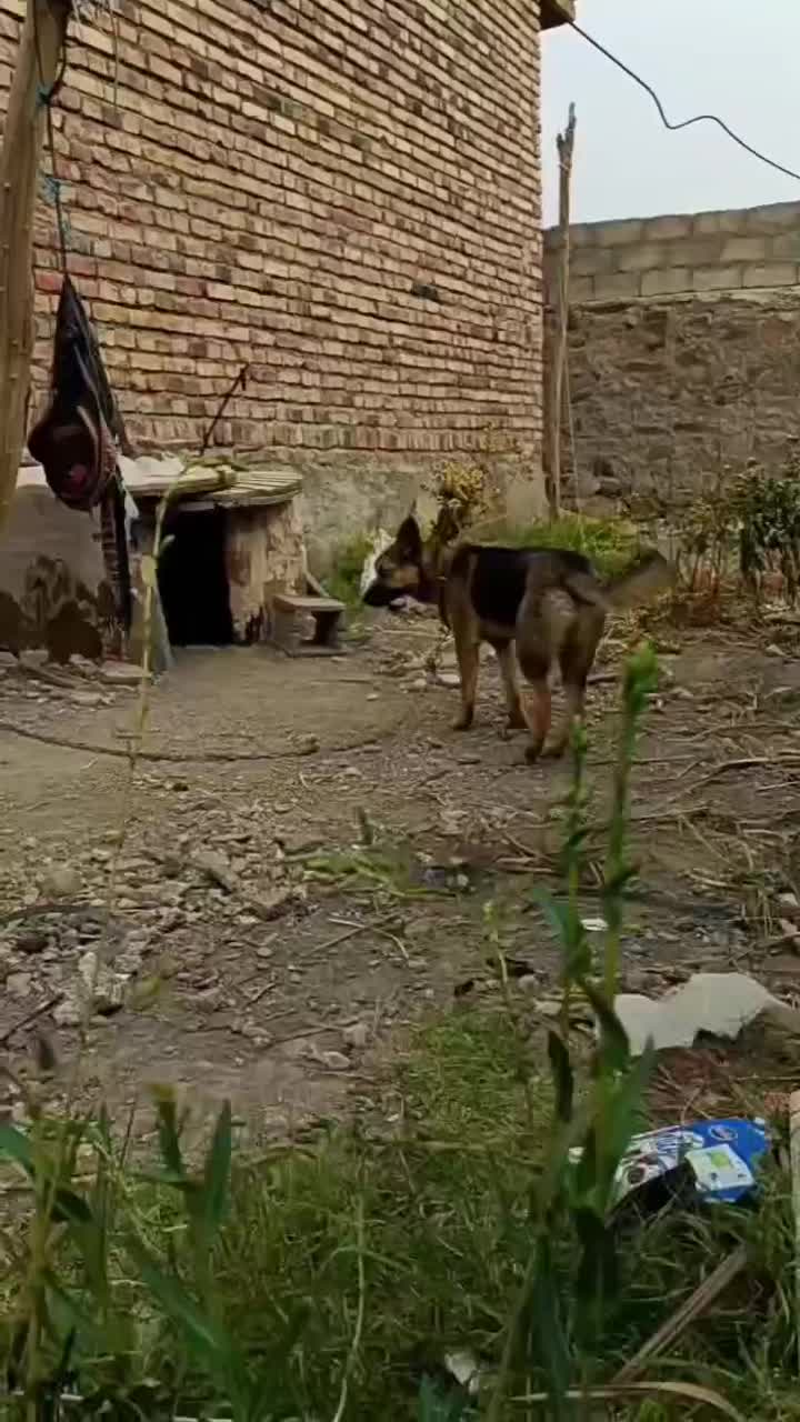 سگ ماده هاسکی گمشده در محله کوشکوک ایرانشهر|سگ|ایرانشهر, |دیوار